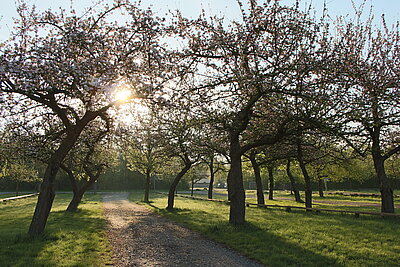 FFM_Parkplatz Fotoaufnahme von einem leeren Teil des Parkplatzes. Auf dem Platz verteilt stehen mehrere blühende Bäume. Im Hintergrund befindet sich eine Reihe von Büschen, außerdem ist der Zugang zur Aumühle erkennbar.